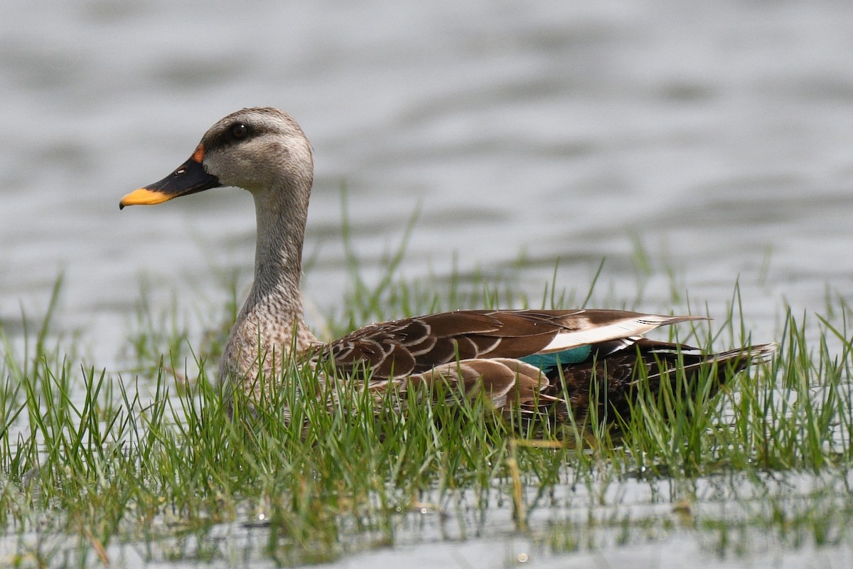 Indian Spot-billed Duck - ML354371991