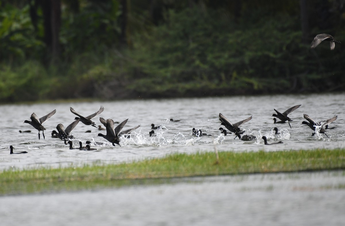 Eurasian Coot - ML354372251