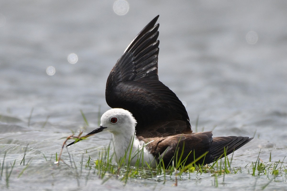 Black-winged Stilt - ML354372371
