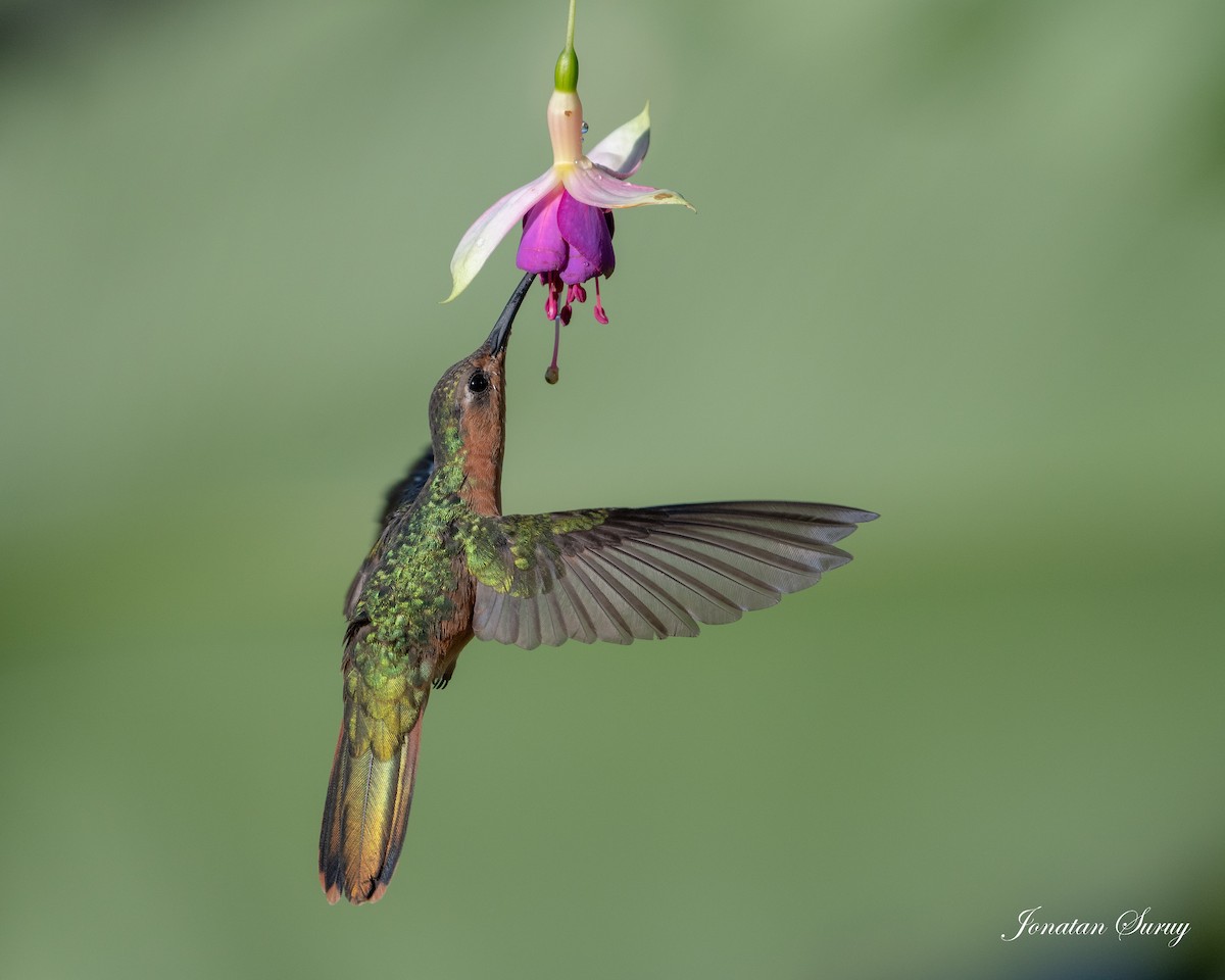 Rufous Sabrewing - ML354375371