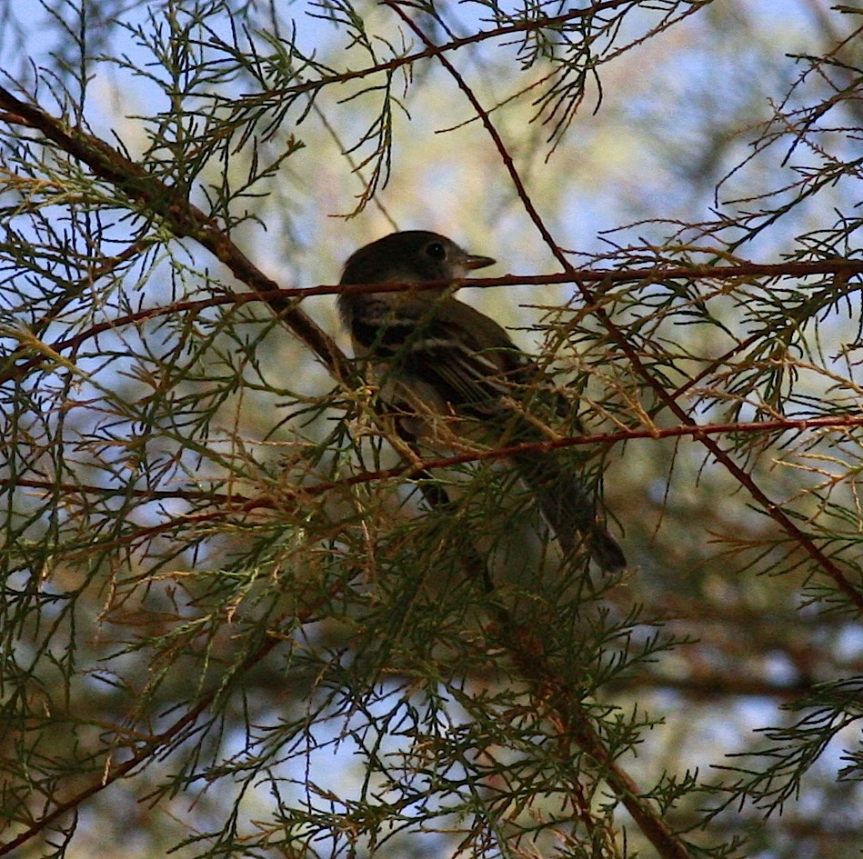 Least Flycatcher - ML35437621