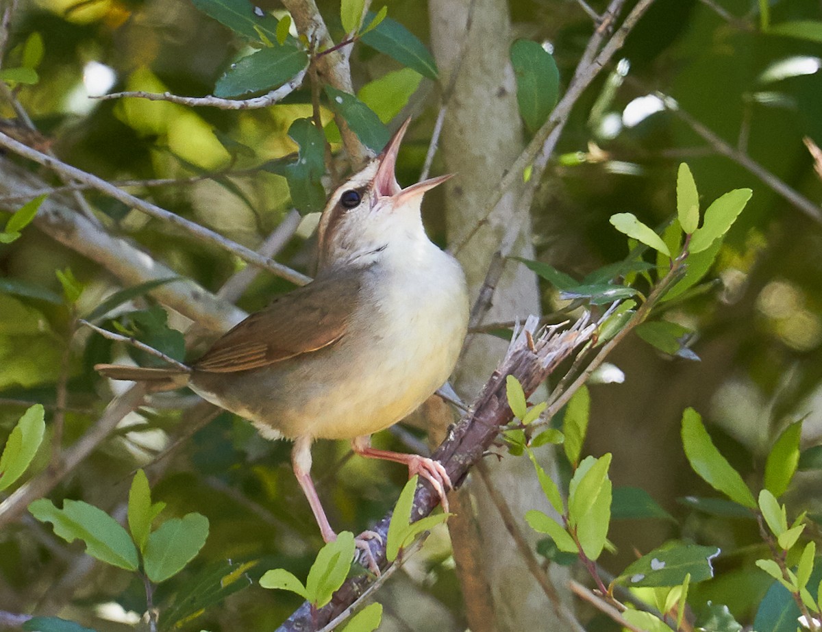 Swainson's Warbler - ML35437841