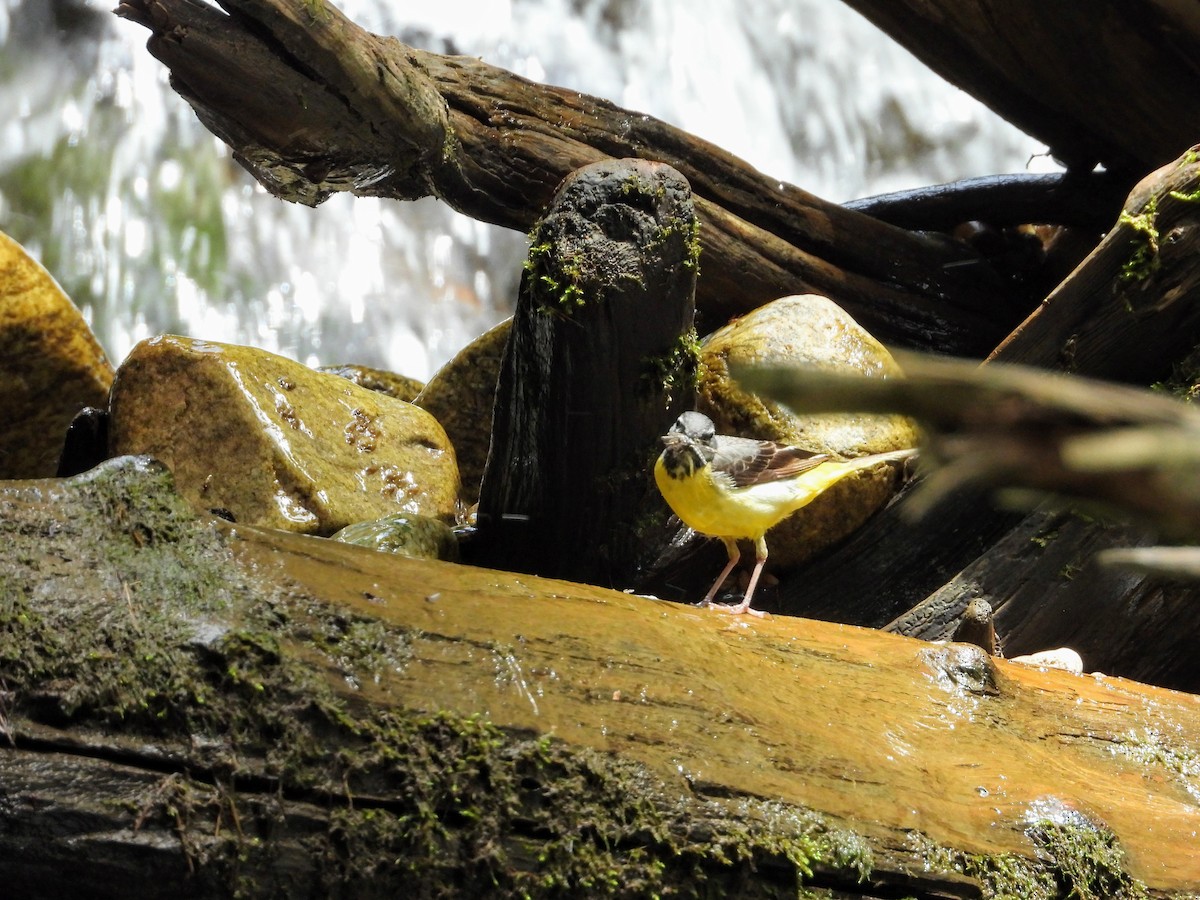 Gray Wagtail - ML354379991