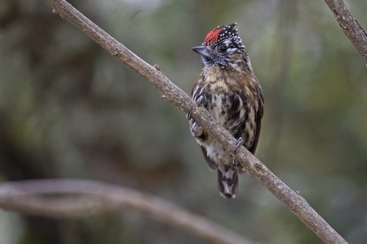 Mottled Piculet - Leonildo Piovesan