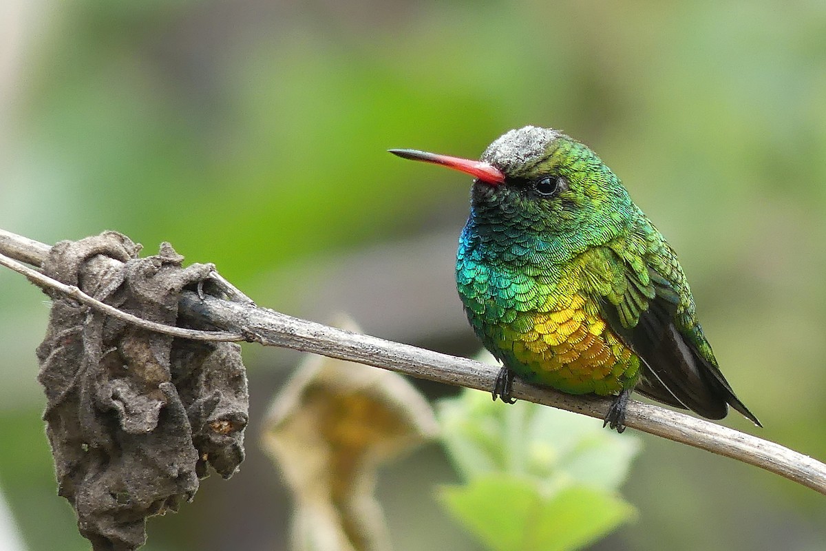 Glittering-bellied Emerald - ML354381231