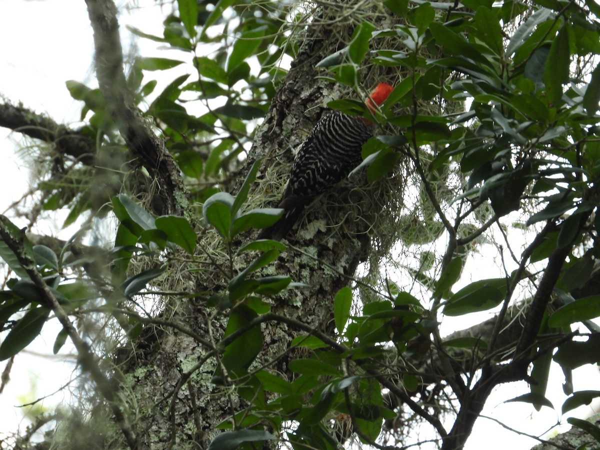 Red-bellied Woodpecker - ML354381851
