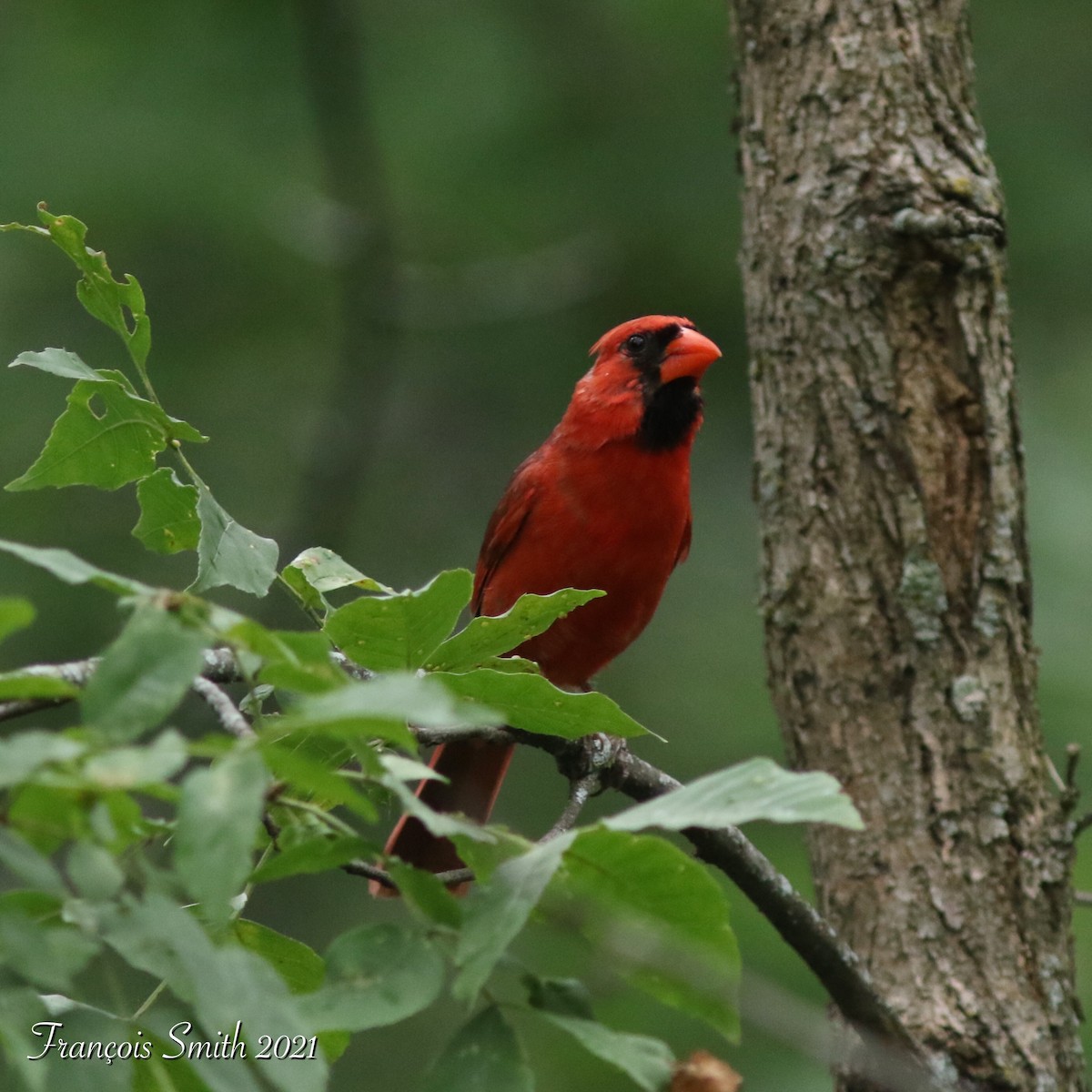 Cardinal rouge - ML354381901