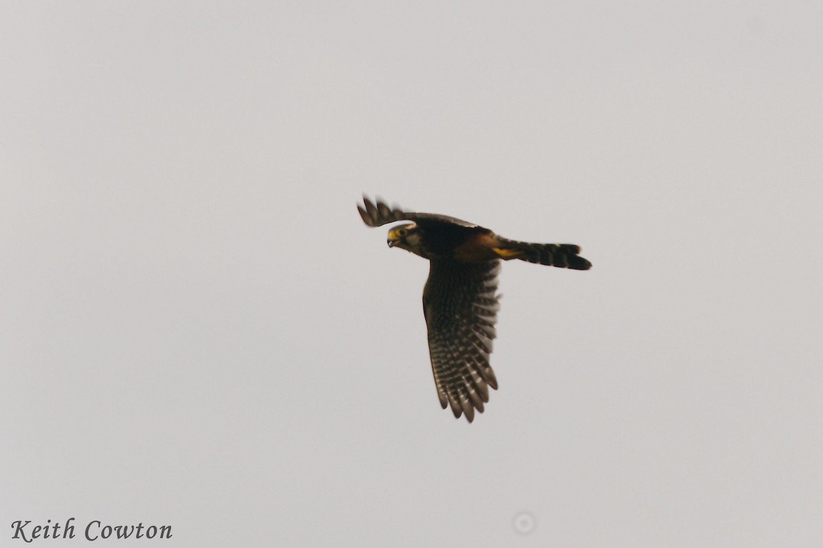 Aplomado Falcon - Keith Cowton