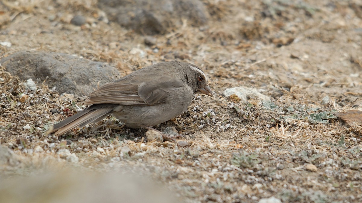 Brown-rumped Seedeater - ML354382711