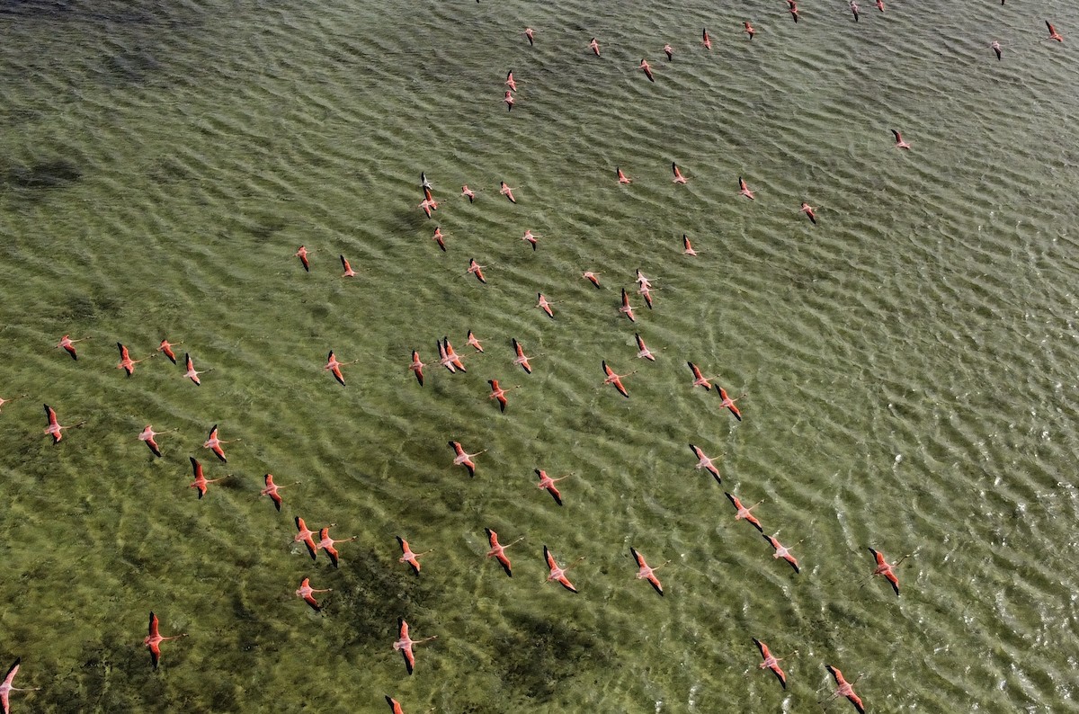 American Flamingo - William Orellana (Beaks and Peaks)