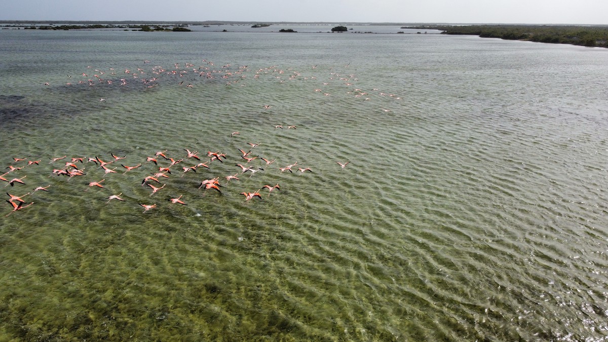 American Flamingo - ML354383101