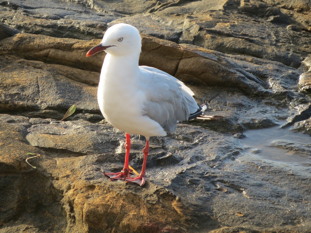 Gaviota Plateada (australiana) - ML354383421