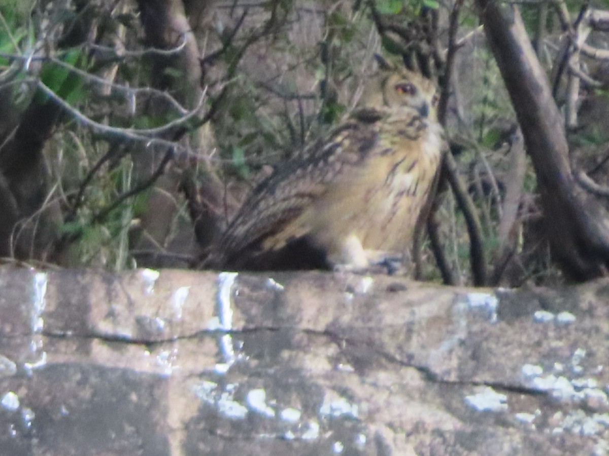 Rock Eagle-Owl - ML354384051