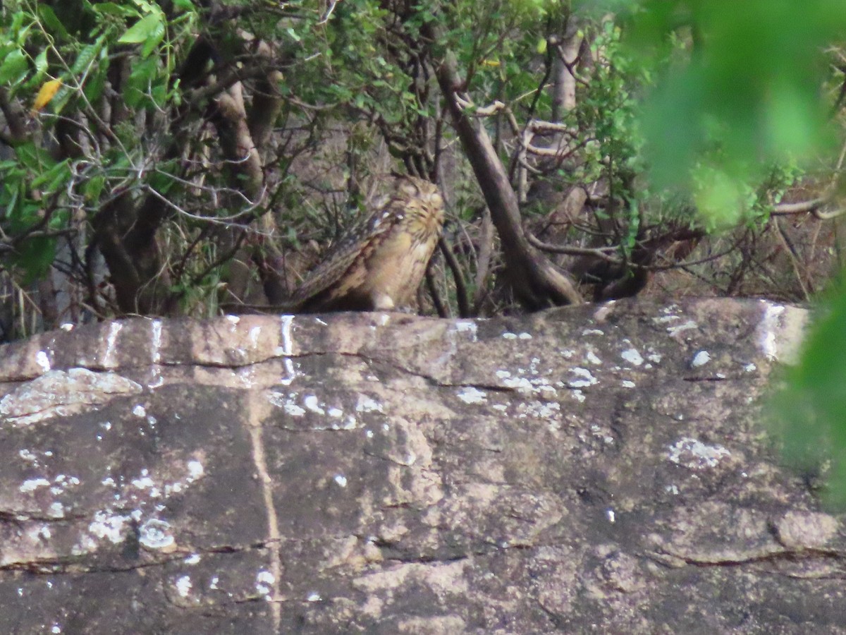 Rock Eagle-Owl - ML354384071