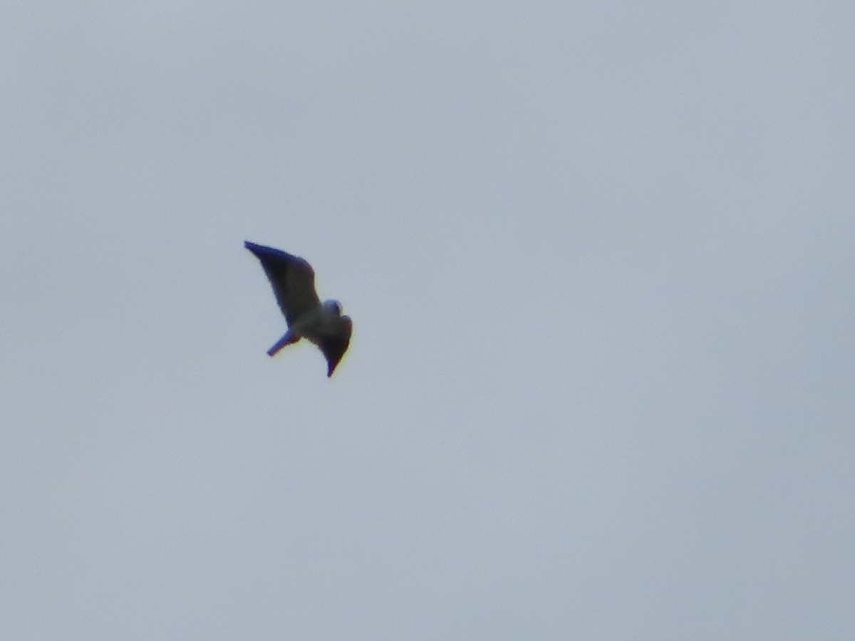 Black-winged Kite - ML354384391