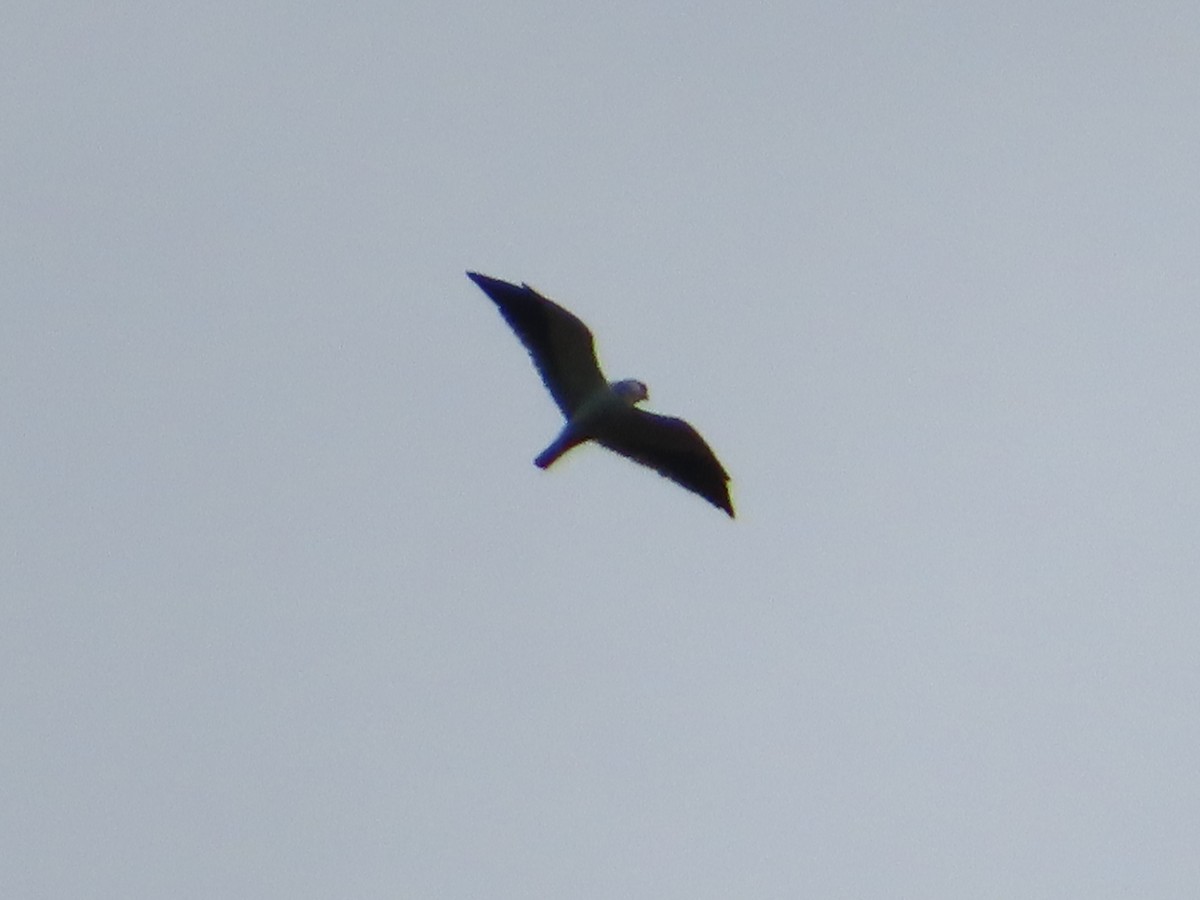 Black-winged Kite - ML354384431