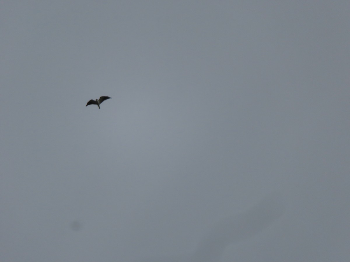 Black-winged Kite - ML354384441
