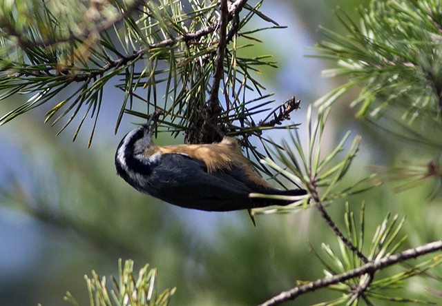 Red-breasted Nuthatch - ML35438481