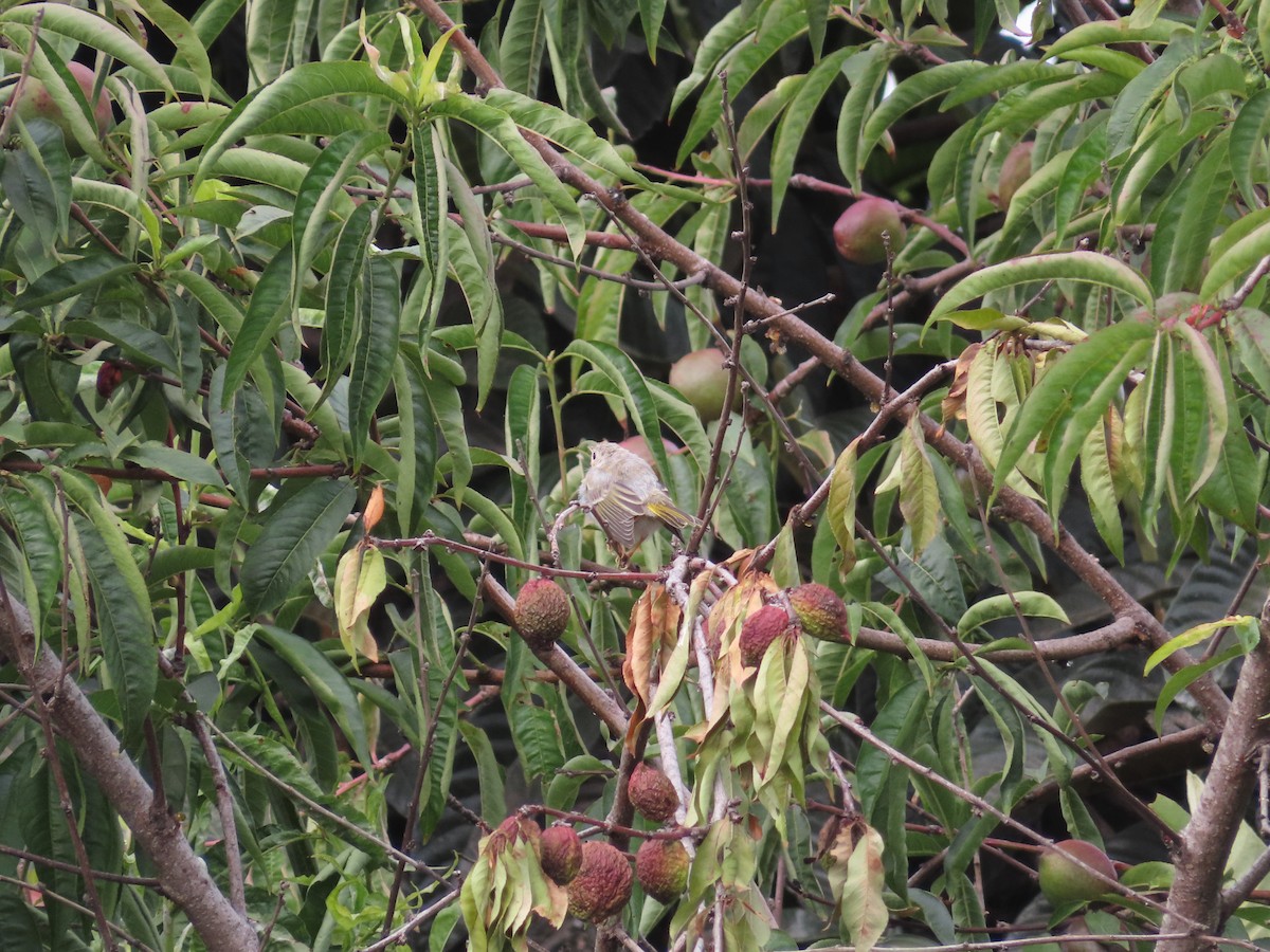 Yellow Warbler - ML354386061