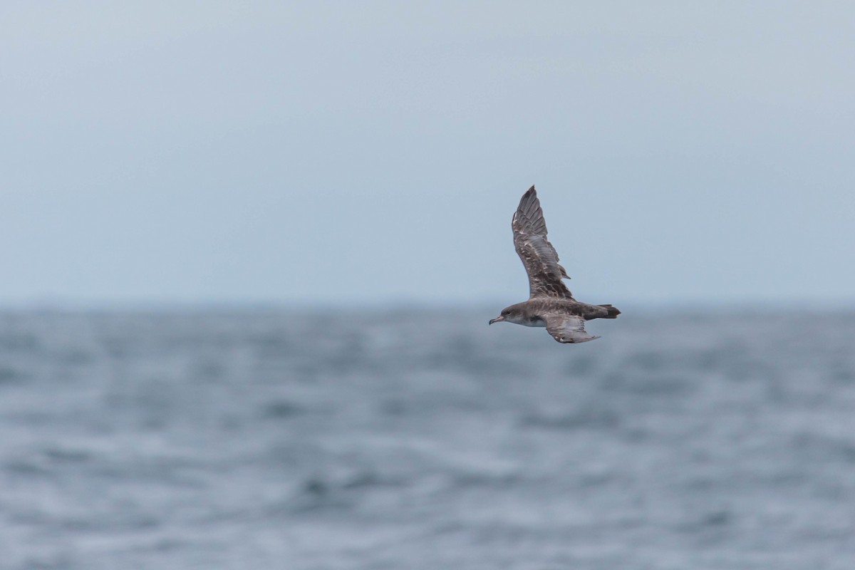 Pink-footed Shearwater - ML354386251