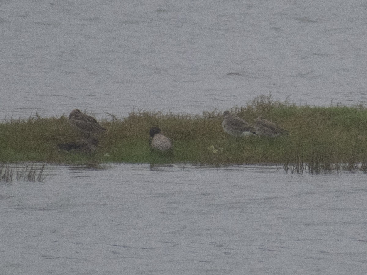 Hudsonian Godwit - ML354386311