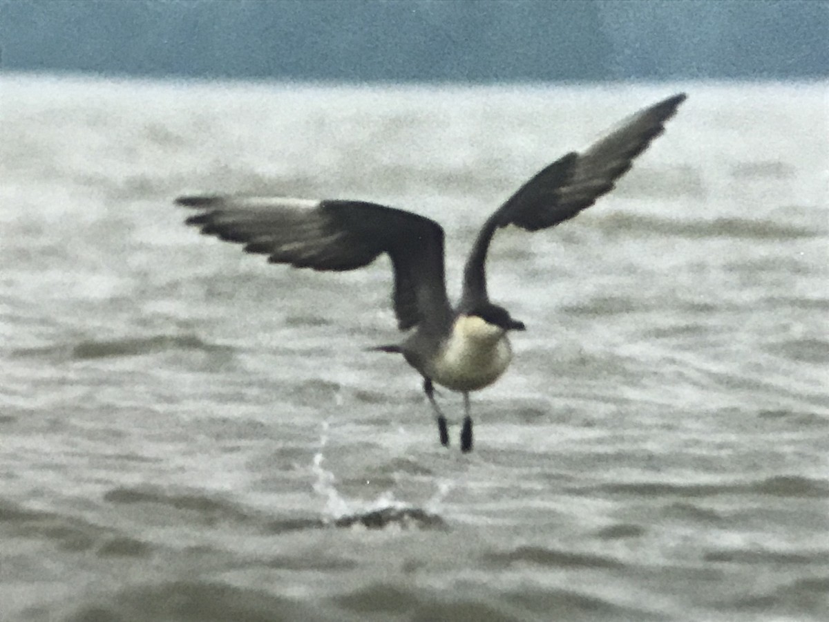 Long-tailed Jaeger - ML354386701