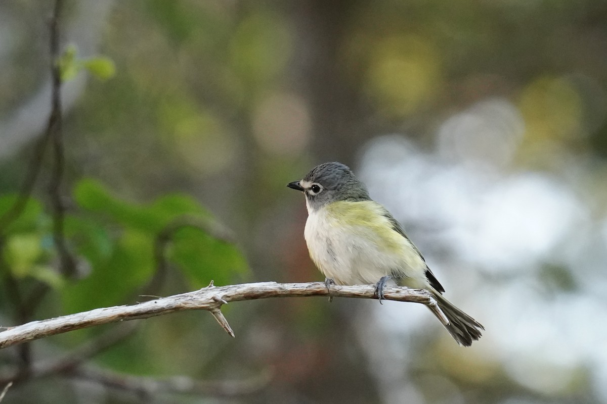 Blue-headed Vireo - ML354388531