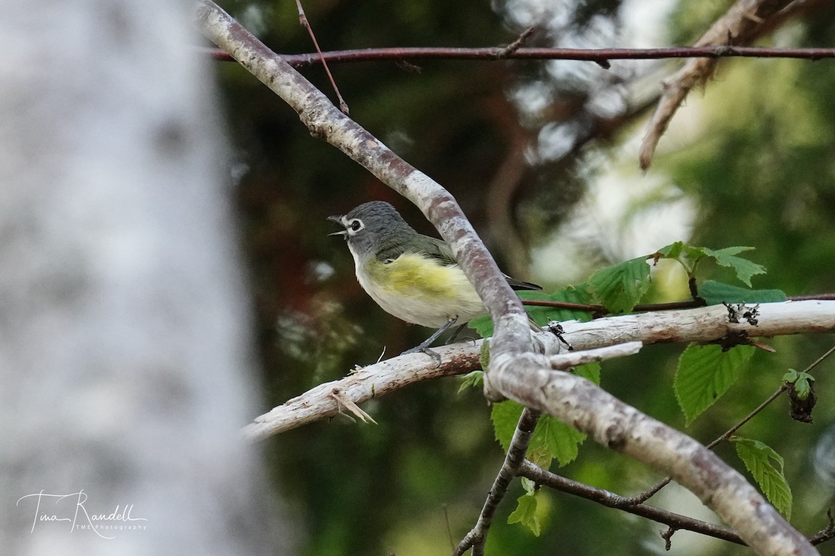 Blue-headed Vireo - ML354388541