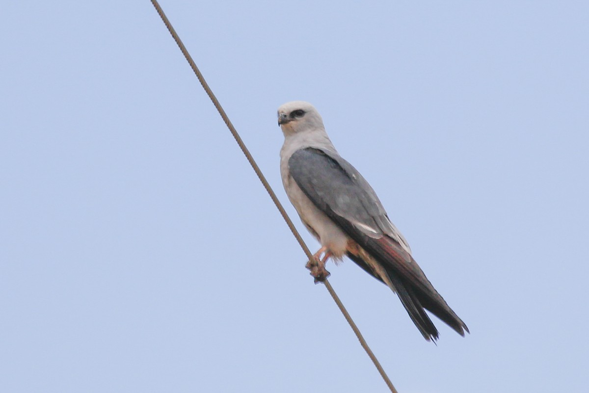Mississippi Kite - Jeremiah Psiropoulos