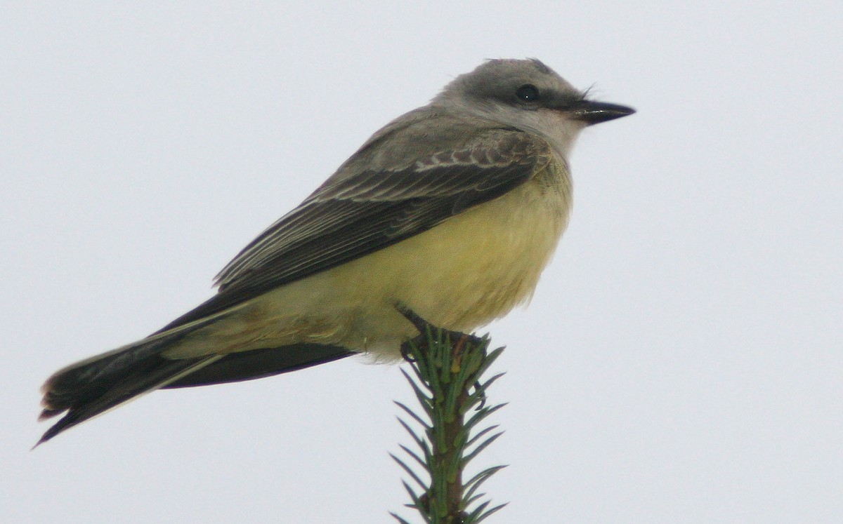 Western Kingbird - ML354394601