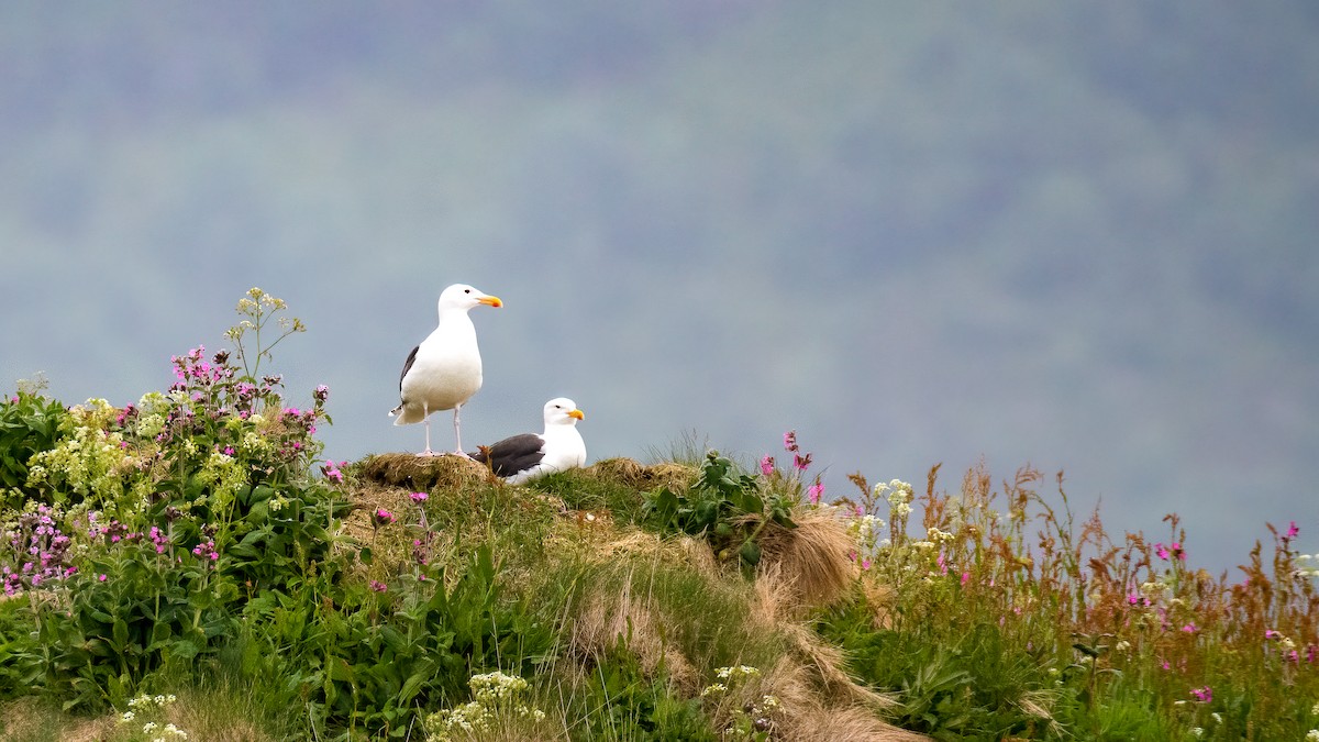 Great Black-backed Gull - ML354395391