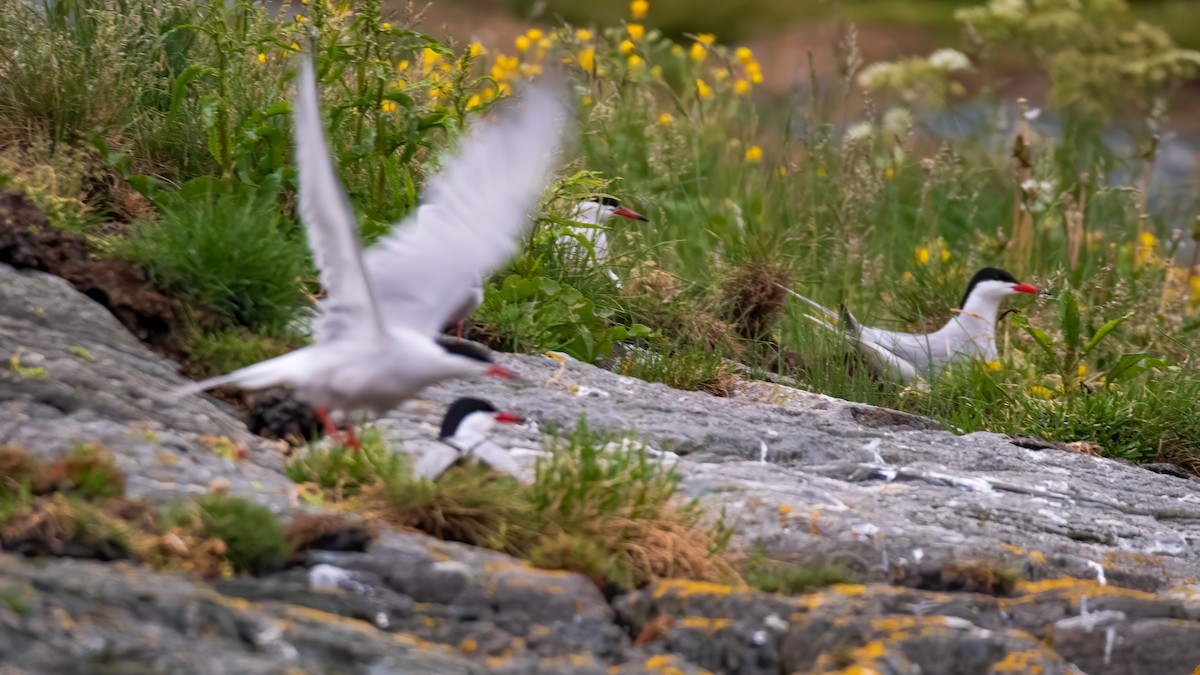 Common Tern - ML354395471