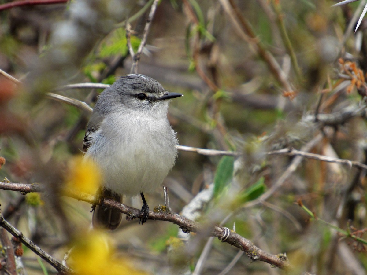 White-crested Tyrannulet (White-bellied) - ML354395721