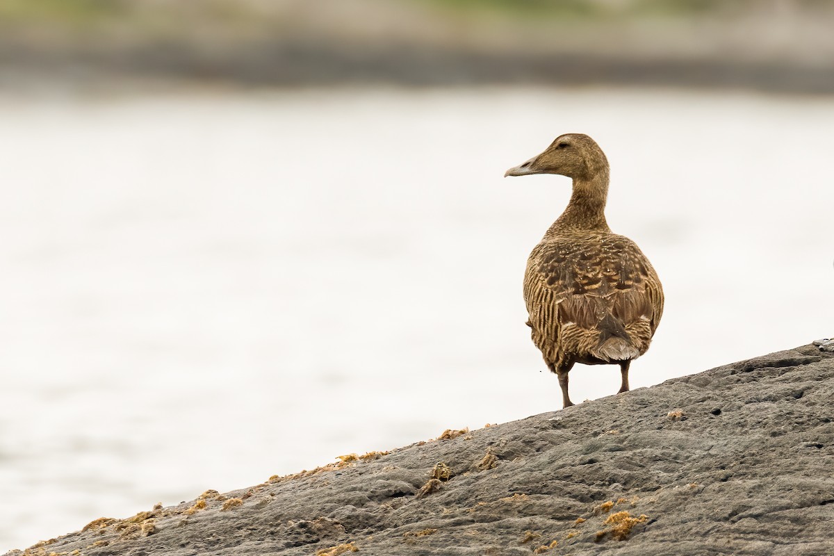 Common Eider - ML354395951
