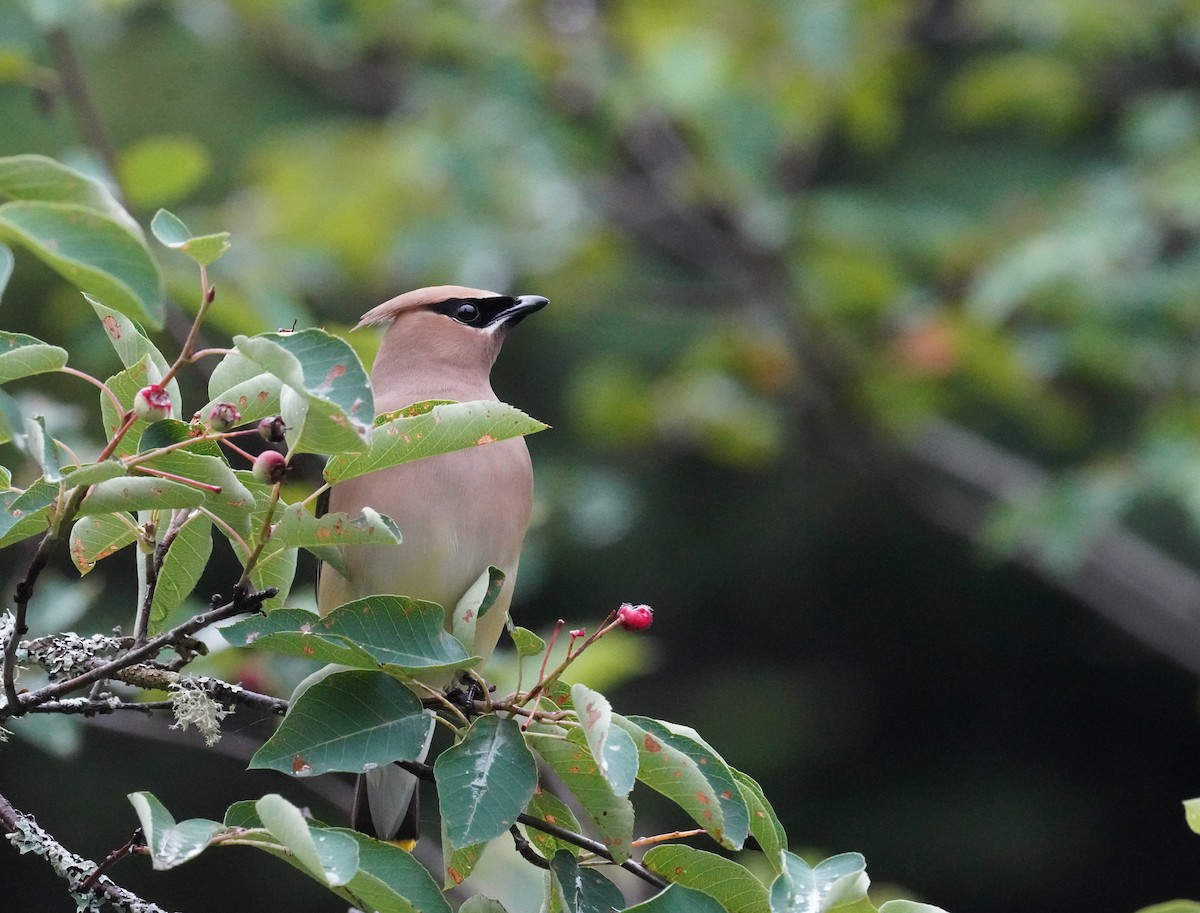 Cedar Waxwing - William Burkert