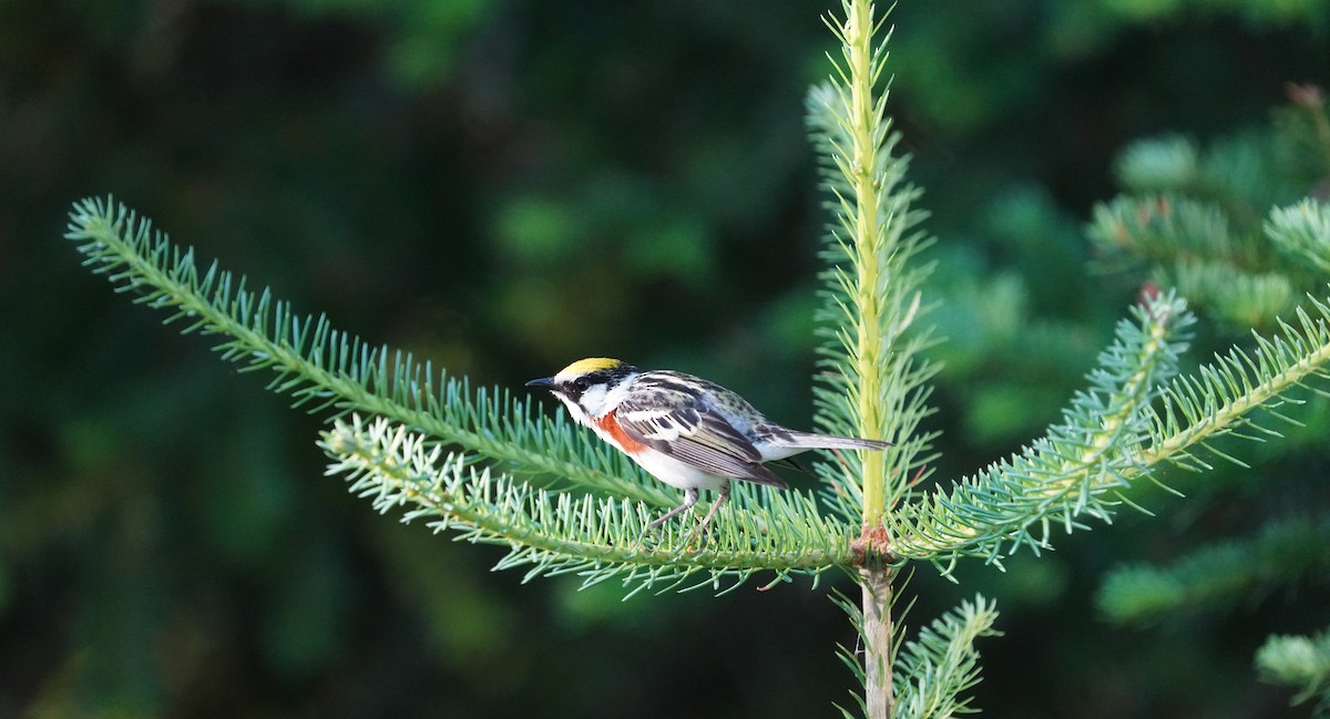 Chestnut-sided Warbler - William Burkert