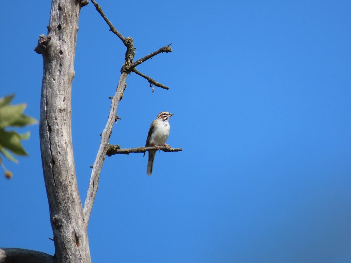 Lark Sparrow - ML354397241