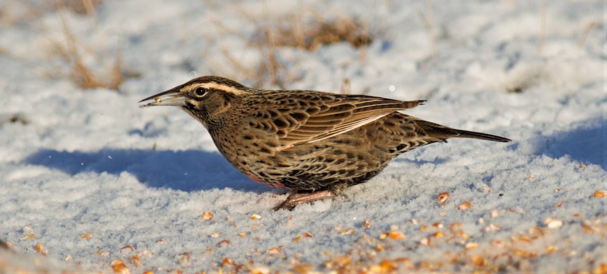 Long-tailed Meadowlark - ML354397491