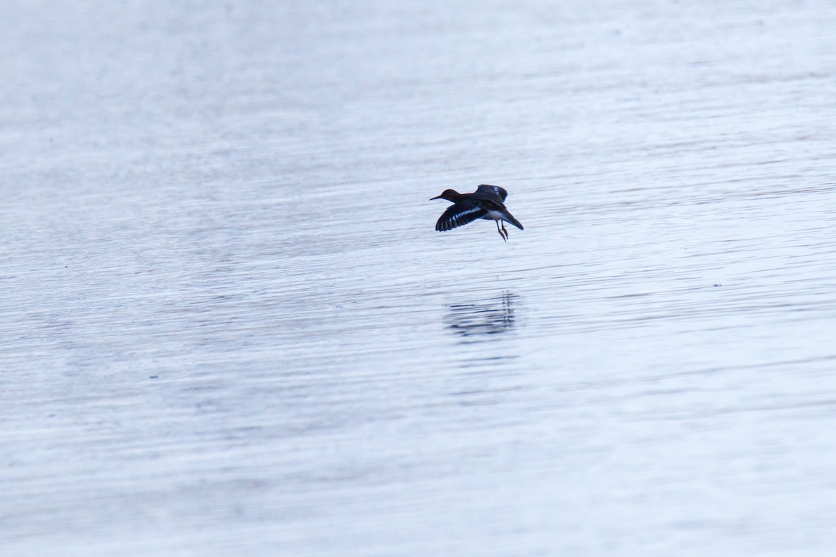 Spotted Sandpiper - ML35439771