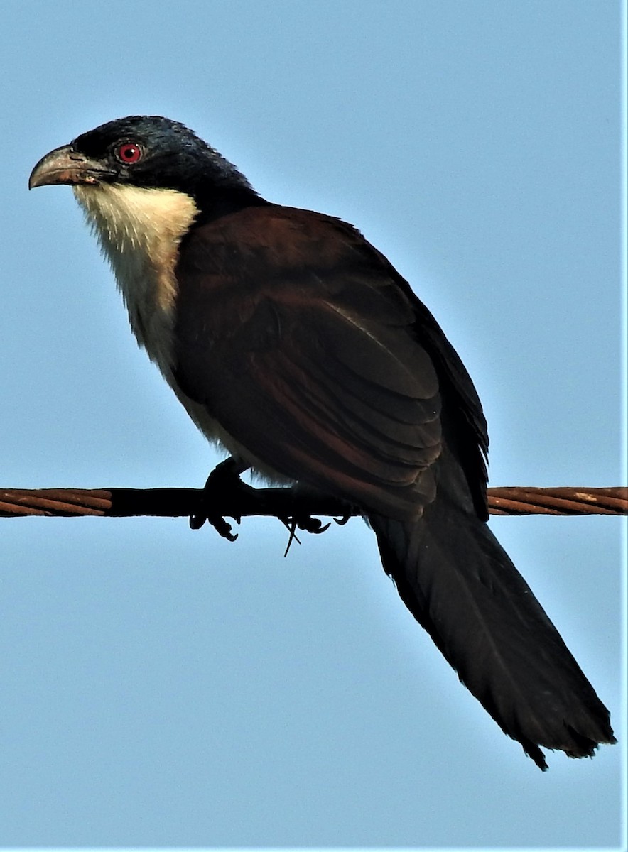 Coucal du Sénégal - ML354398091