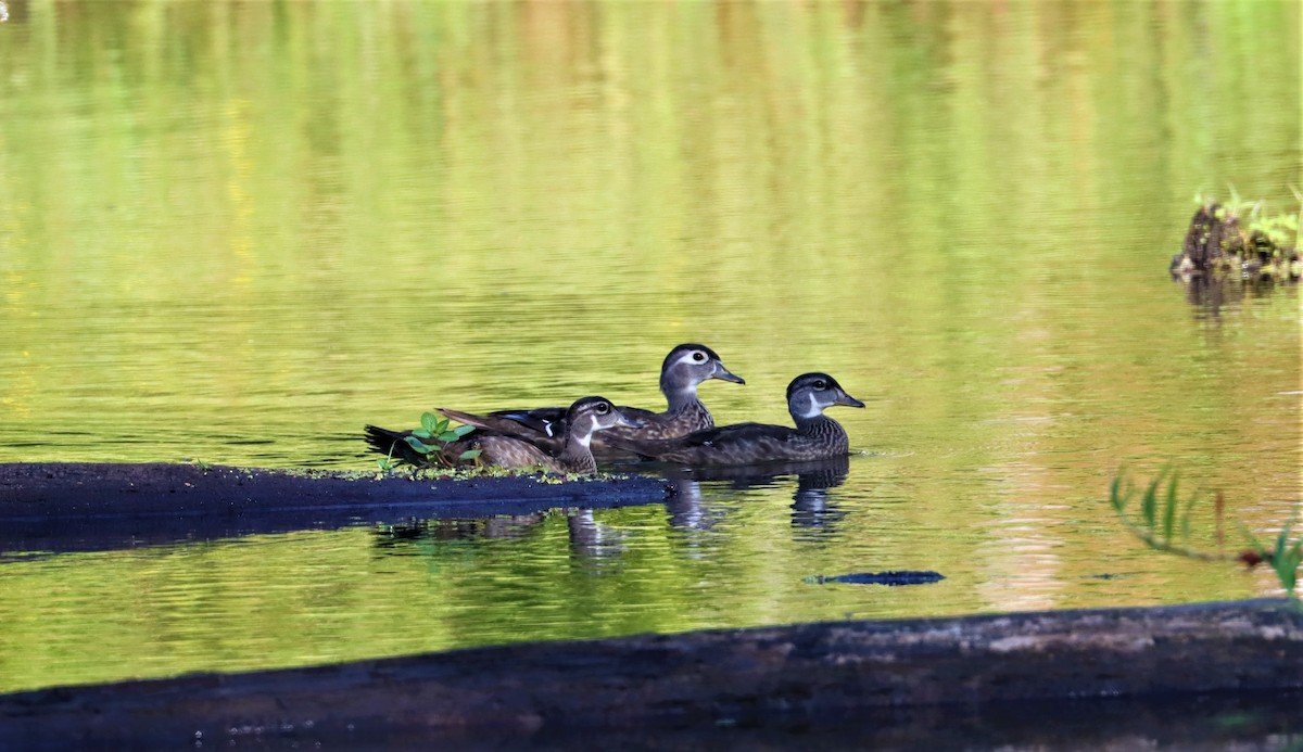 Wood Duck - ML354398511