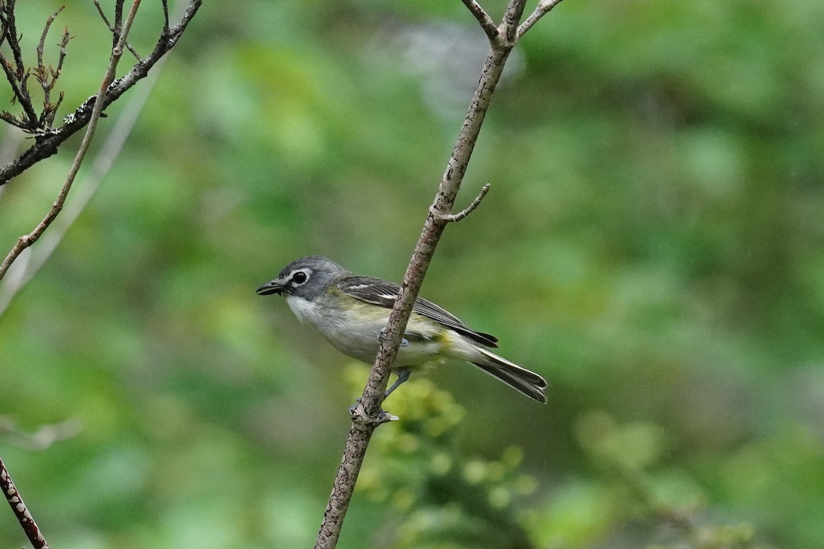 Blue-headed Vireo - ML354398551