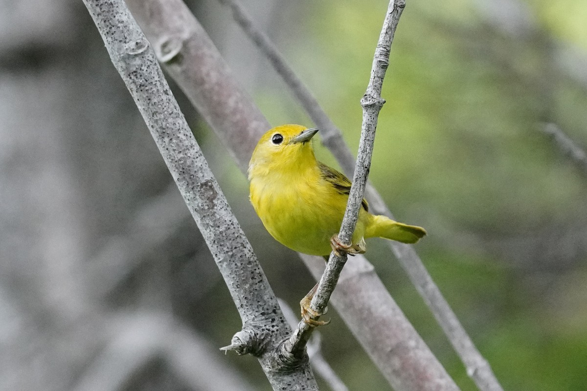 Yellow Warbler - ML354398581