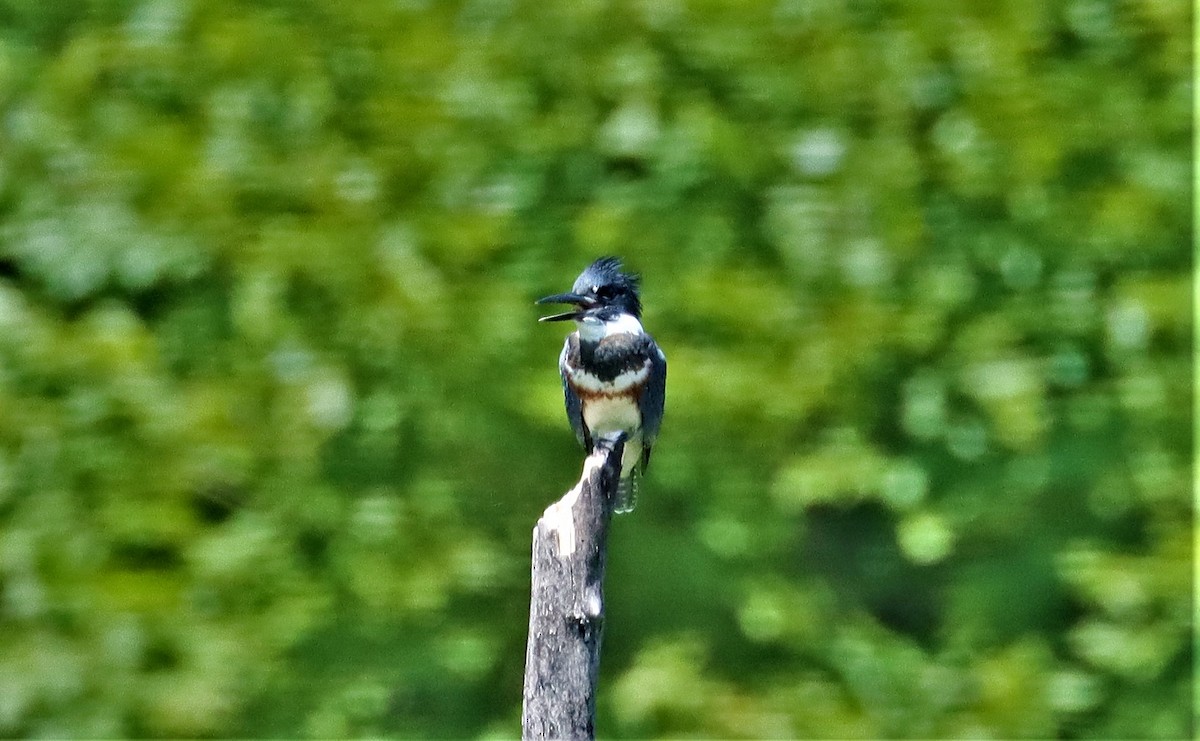 Belted Kingfisher - ML354398611