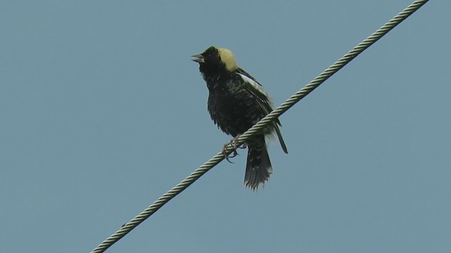 bobolink americký - ML354398631