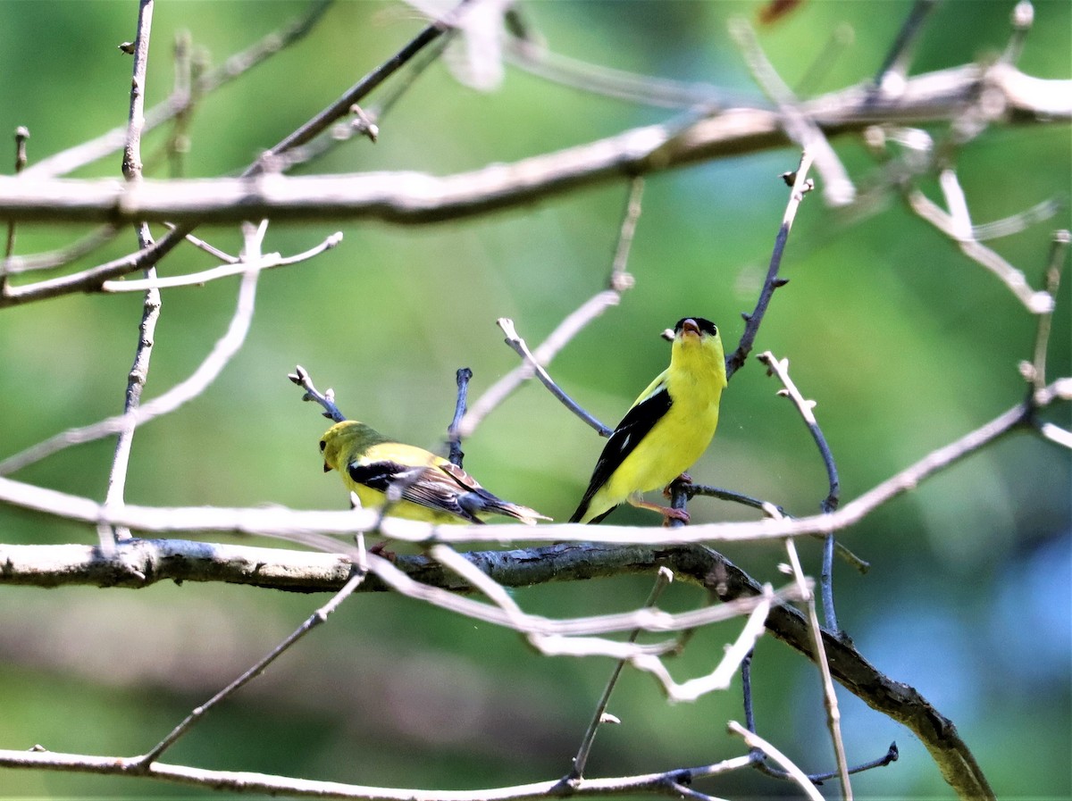 American Goldfinch - ML354398761