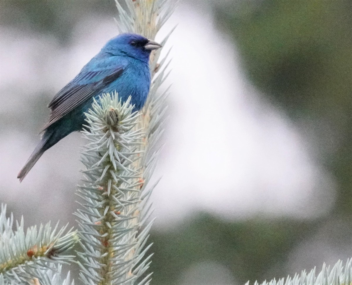 Indigo Bunting - ML354398991