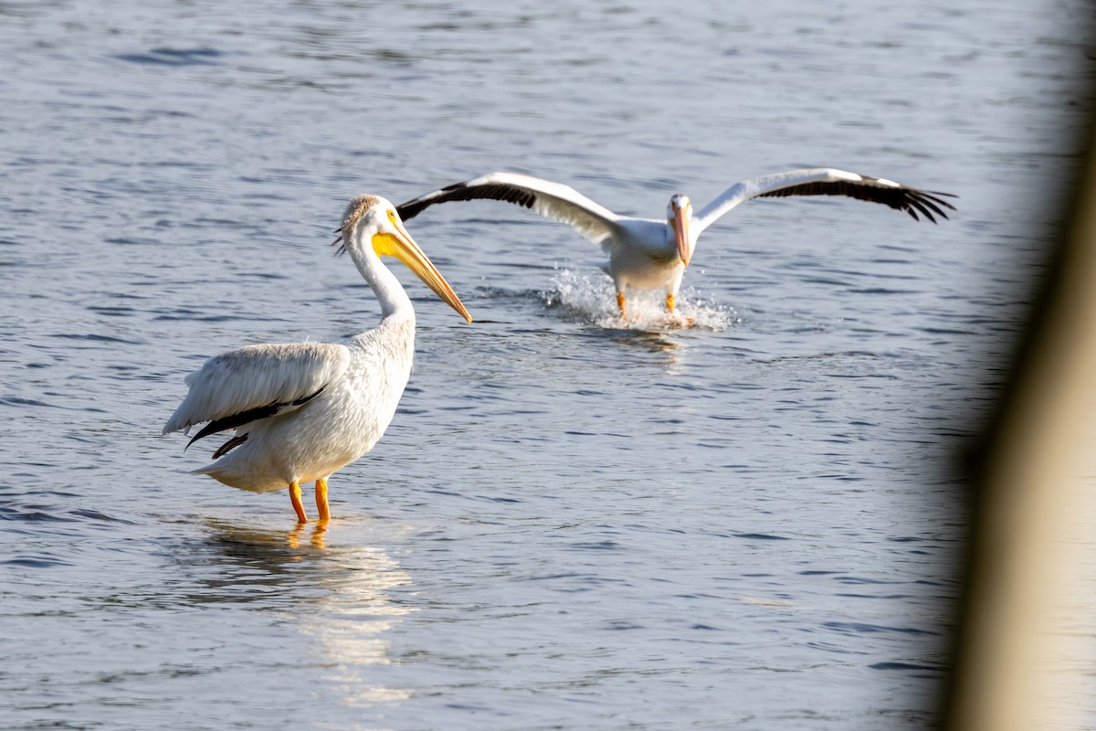 American White Pelican - ML354399171