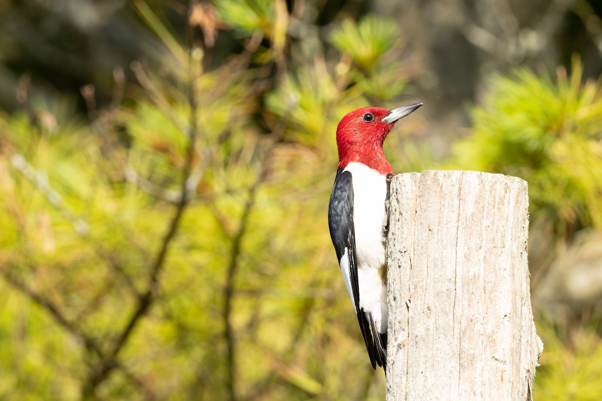 Red-headed Woodpecker - ML354399231