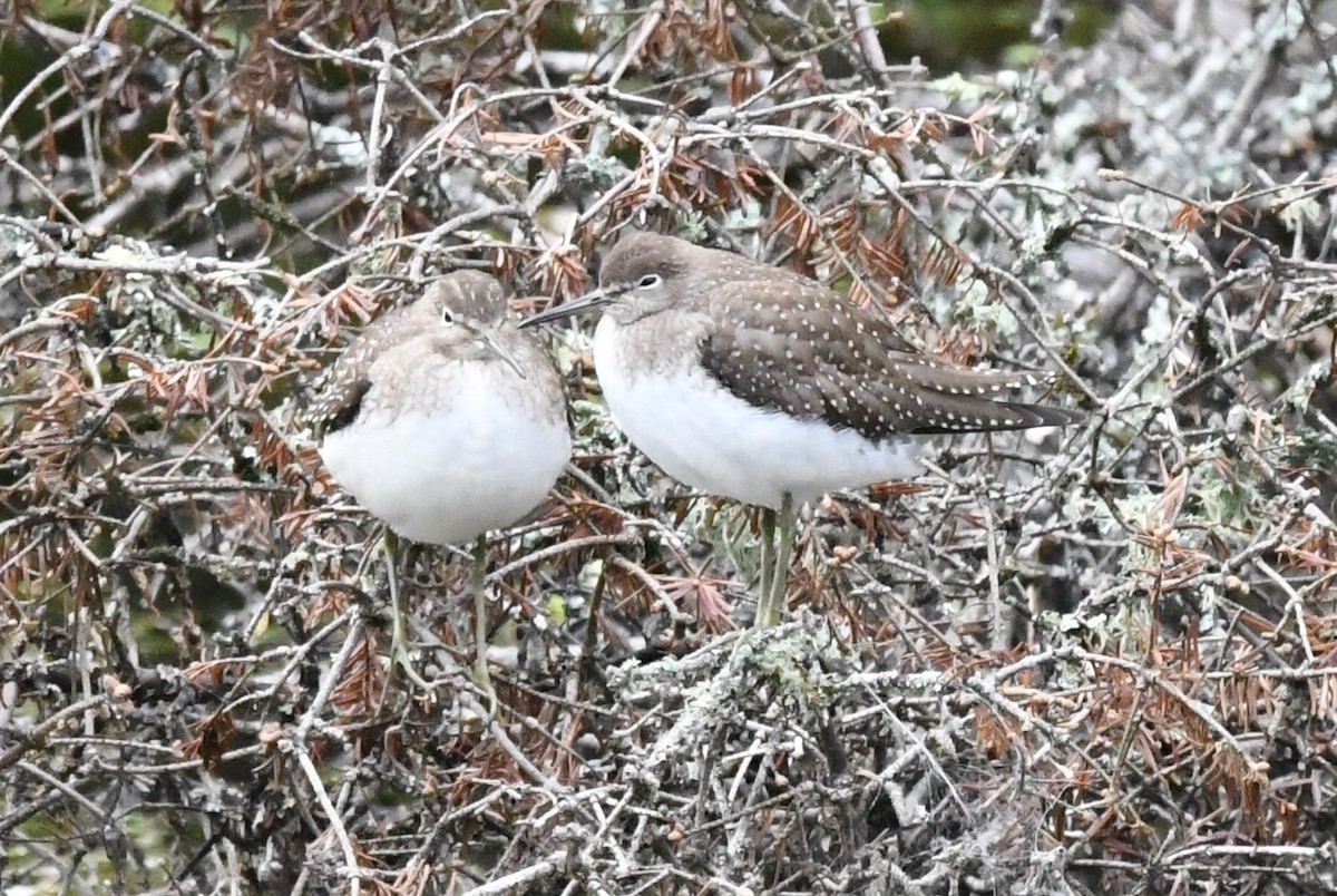 Solitary Sandpiper - ML354399781